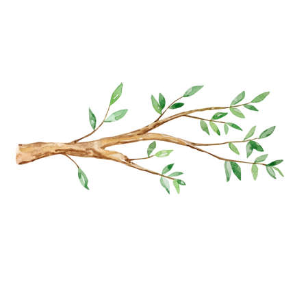 Watercolor tree branch with leavesの写真素材