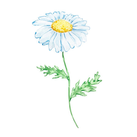 watercolor chamomile flowerのイラスト素材