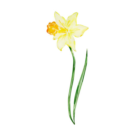 Watercolor yellow spring daffodil for kids designの写真素材