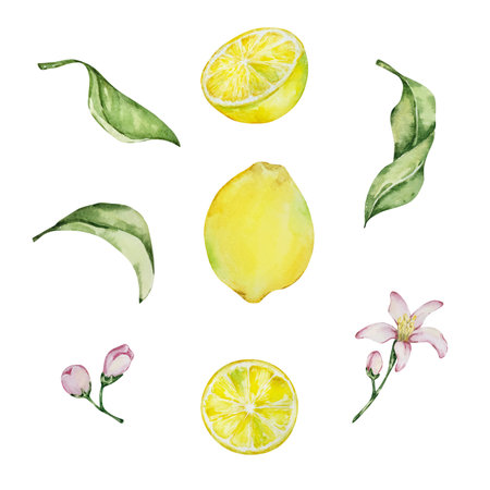 Watercolor mediterranean set, juicy lemons, leaves, flowers, Italian tiles, illustration for designの写真素材