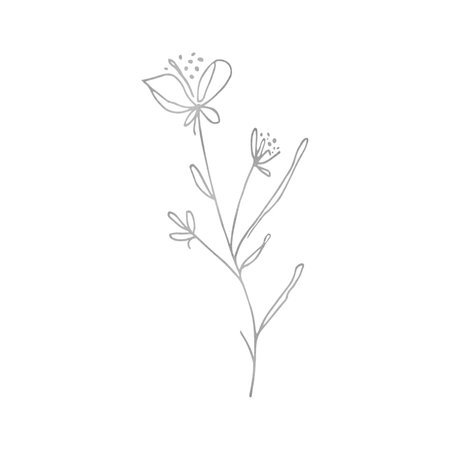 Wildflowers line art, hand drawn flowers, botanical elements, for card and invitation designの写真素材