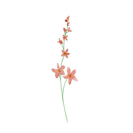 Watercolor wildflowers, delicate botanical illustration for design cards and invitationsのイラスト素材