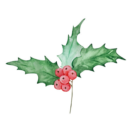 Watercolor holly berry, December month birth flower, design for prints and postcardsの写真素材