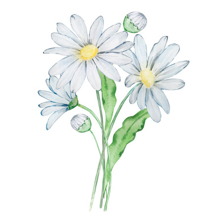 Watercolor bouquet daisy, april birth month flower, design for prints and cardsのイラスト素材