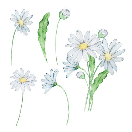 Watercolor bouquet daisy, april birth month flower, design for prints and cardsのイラスト素材