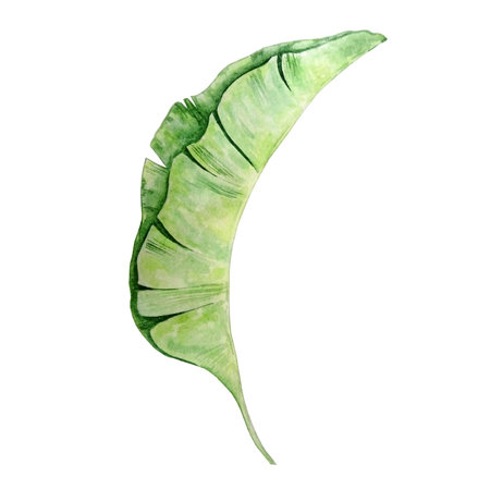 Watercolor bright green tropical leaf, for summer designsの写真素材
