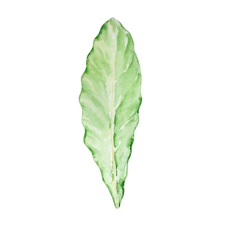 Watercolor primrose leaf, February month birth flower, design for prints and postcardsのイラスト素材