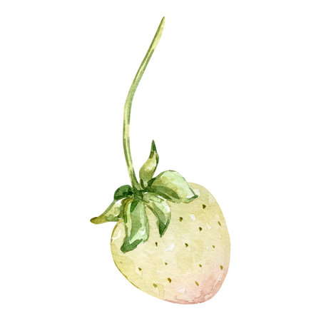 Watercolor unripe strawberry, berryの写真素材