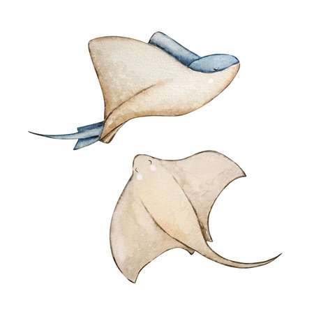 Stingray watercolor painting set, nursery ocean animals for decorationの写真素材