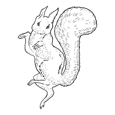 Squirrel Nutkin Line art illustration.の写真素材