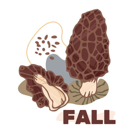 Square autumn banner template with morel mushrooms and abstract organic shapes over white background. Autumn or fall seasonal design concept.のイラスト素材