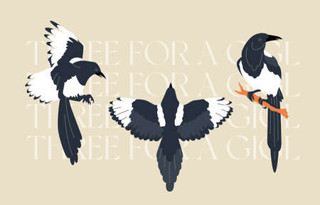 Three magpies vector illustrations template with children's rhyme quote and stickers. Contemporary flat illustrative design isolated on gray background.のイラスト素材