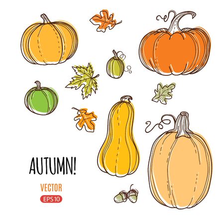 Autumn harvest vector hand drawing style illustration. Template for web, print industry, brand advertising.のイラスト素材