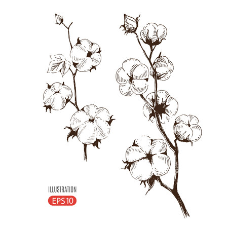 Vector hand drawn stems of cotton plants. Perfect design for natural market advertising, organic farming industry and bio product business.のイラスト素材