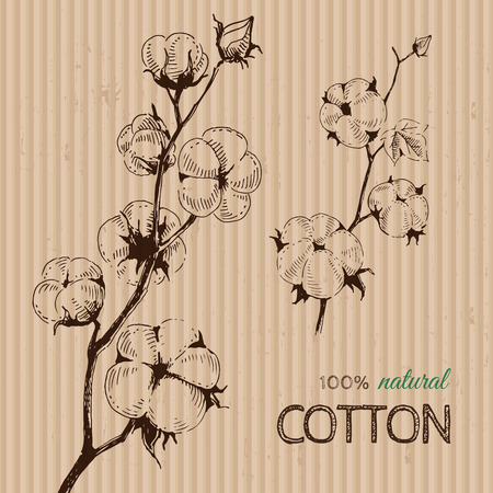 Vector hand drawn stems of cotton plants on cardboard. Perfect design for natural market advertising, organic farming industry and bio product business.のイラスト素材