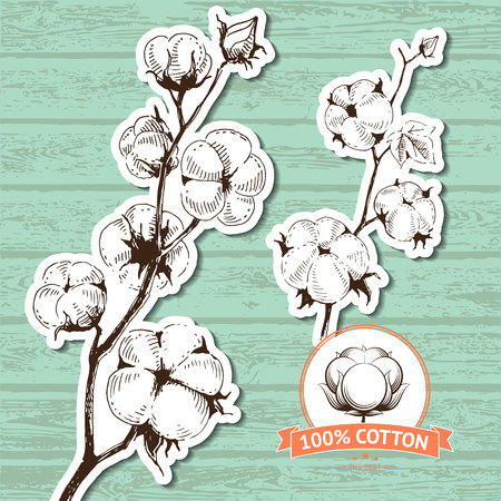 Vector hand drawn stems of cotton plants. Perfect design for natural market advertising, organic farming industry and bio product business.のイラスト素材
