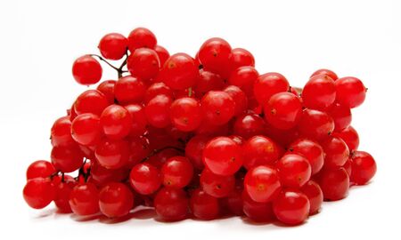 Red viburnum isolated on a whiteの写真素材
