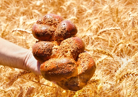 Male hand holding the bread on wheat field