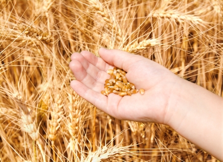 Child hand in gold wheat field holding seed on summer dayの写真素材