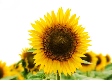 Beautiful sunflower field isolated on a white