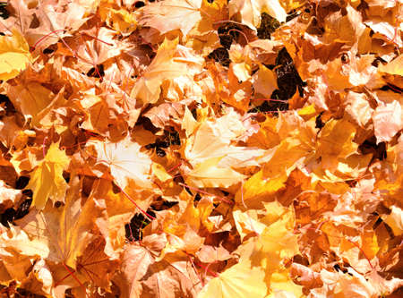 Colorful autumn maple leaves outdoor