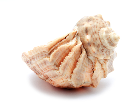 Sea cockleshell isolated on a white background