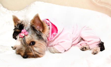Beautiful puppy yorkshire terrier in the clothing with bow lying on the sofa closeupの写真素材