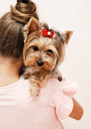 Adorable smiling happy little girl child playing with puppy yorkshire terrier at homeの写真素材