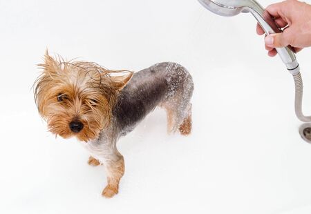Portrait of wet dog Yorkshire Terrier in the bathroom in the beauty salon for dogsの写真素材