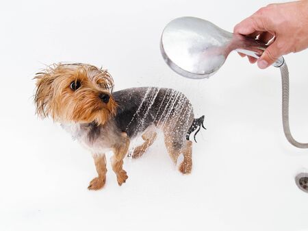 Portrait of wet dog Yorkshire Terrier in the bathroom in the beauty salon for dogsの写真素材