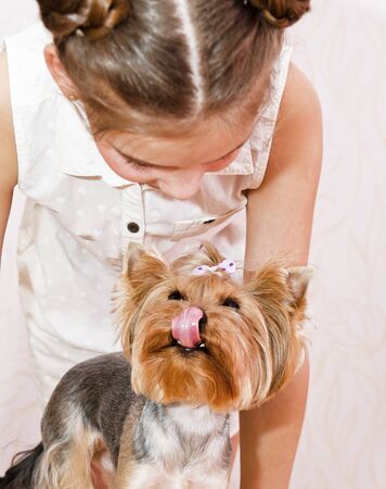 Adorable smiling little girl child schoolgirl holding and playing with pet dog yorkshire terrier の写真素材