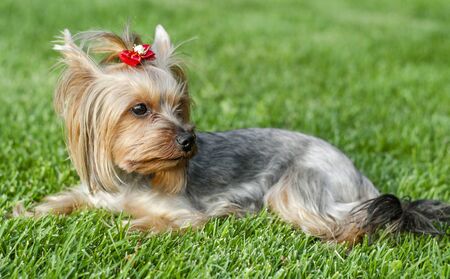 Dog pet Yorkshire Terrier on a walk in the park on summer day outdoors