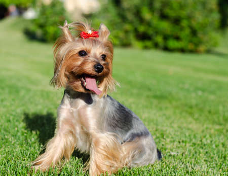Dog pet Yorkshire Terrier on a walk in the park on summer day outdoorsの写真素材