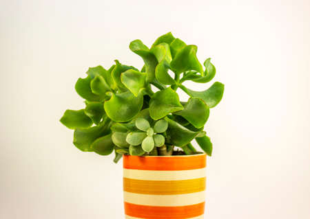 Succulent plant in striped pot isolated on white backgroundの写真素材