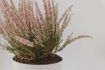 Heather flower isolated on white background.の写真素材
