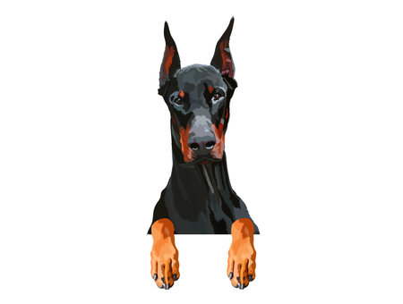 Portrait of dobermann with paws. Dog hanging on border. Home pet with black coat and long pointed ears.のイラスト素材