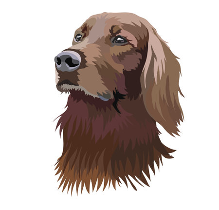portrait of a boykin spaniel dogのイラスト素材