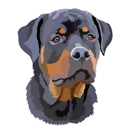 Portrait of a dog of the Rottweiler breedのイラスト素材
