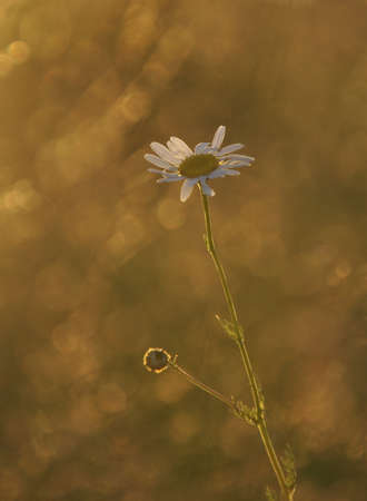 flower at sunsetの写真素材