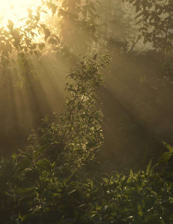 Tree in fog at dawnの写真素材