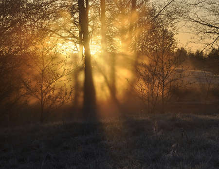 fog and trees at dawnの写真素材