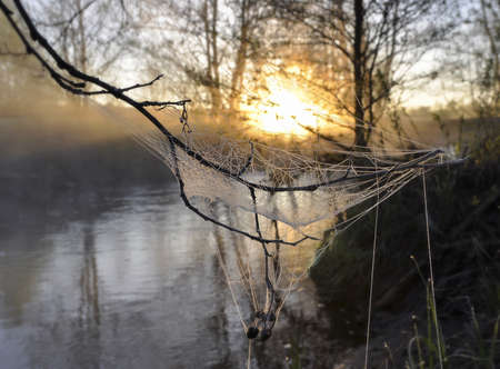 Coweb on sunrise in the fogの写真素材