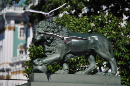View of  Saint Petersburg with flying birdsの写真素材
