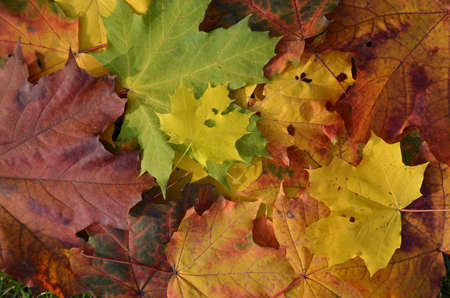 Autumn leafsの写真素材