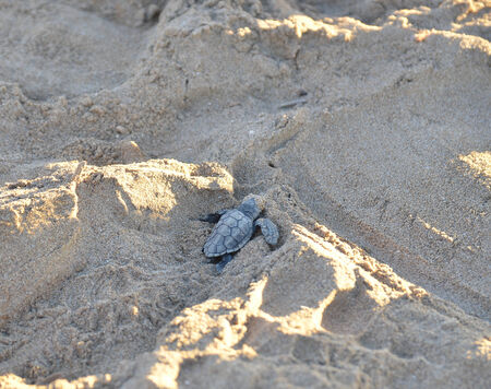Caretta caretta turtleの写真素材