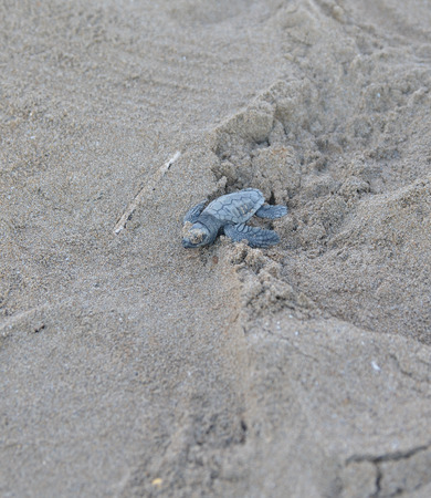 Caretta caretta turtleの写真素材
