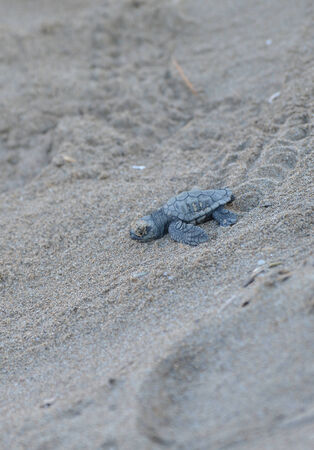 Caretta caretta turtleの写真素材