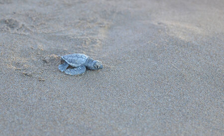 Caretta caretta turtleの写真素材