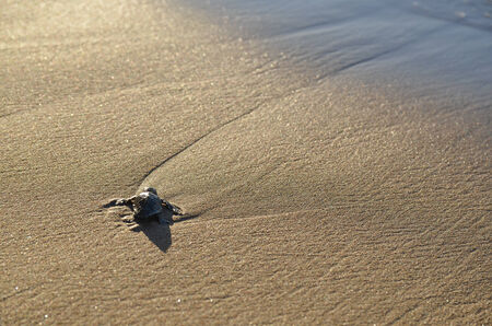 Caretta caretta turtleの写真素材