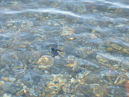 Caretta caretta turtleの写真素材